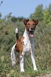 FOX TERRIER POIL LISSE 173